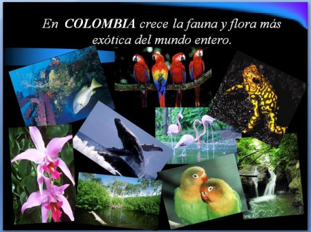 FLORA Y FAUNA