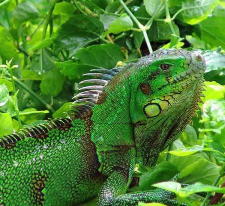 Colombia y su Rica Biodiversidad