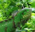Colombia y su Rica Biodiversidad